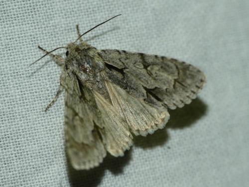 Réf. 205 550 : Acronicta sp.